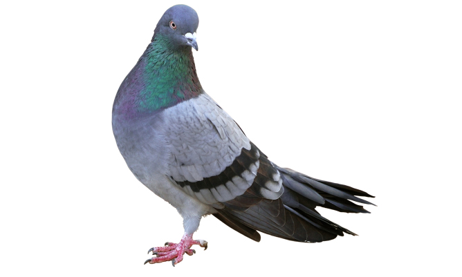 Pigeon Pests London Hertfordshire