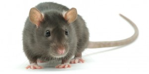 Rat removal London Hertfordshire