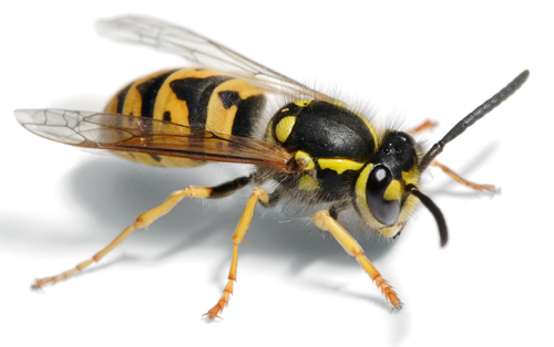 Wasp removal London Hertfordshire