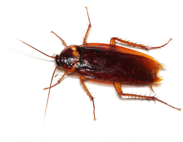 Cockroaches 24 hour pest control london