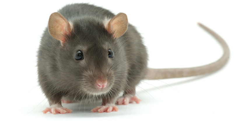 Rats 24 Hour Pest Control London